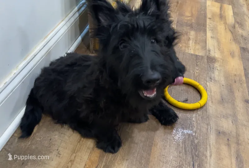 Wicklow – Scottish Terrier puppy for sale in Powhatan, VA