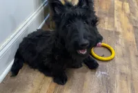 Wicklow, a male Scottish Terrier for sale in Powhatan, VA – 1 of 4