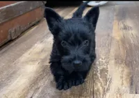 Wicklow, a male Scottish Terrier for sale in Powhatan, VA – 4 of 8