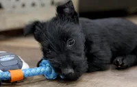 Roslyn, a female Scottish Terrier for sale in Powhatan, VA – Photo 3 of 4