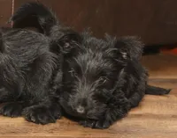 Roslyn, a female Scottish Terrier for sale in Powhatan, VA – Photo 1 of 4
