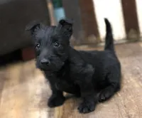 Roslyn, a female Scottish Terrier for sale in Powhatan, VA – Photo 2 of 4