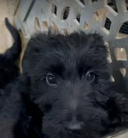 Mr. Miyogi, a male Scottish Terrier and Aussiedoodle for sale in Powhatan, VA – 2 of 2