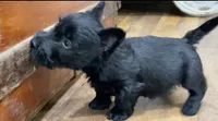 Wicklow, a male Scottish Terrier for sale in Powhatan, VA – 6 of 8
