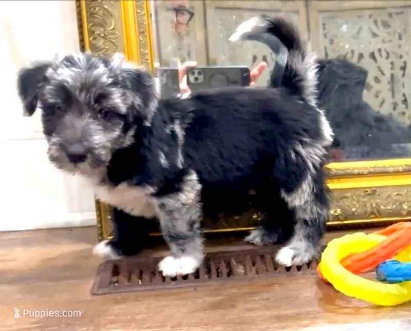 Lola – Scottish Terrier, Aussiedoodle puppy for sale in Powhatan, VA