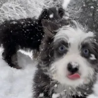 Sandy, a female Miniature Aussiedoodle for sale in Powhatan, VA – Photo 4 of 6