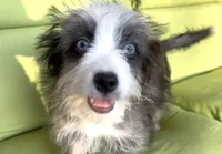 Sandy, a female Miniature Aussiedoodle for sale in Powhatan, VA – Photo 3 of 6