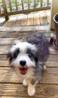 Sandy, a female Miniature Aussiedoodle for sale in Powhatan, VA – Photo 6 of 6
