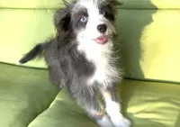 Sandy, a female Miniature Aussiedoodle for sale in Powhatan, VA – Photo 1 of 6