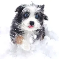 Sandy, a female Miniature Aussiedoodle for sale in Powhatan, VA – Photo 2 of 6