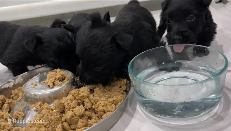 Wigwam – Scottish Terrier puppy for sale in Powhatan, VA