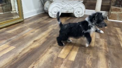 Lulu, a female Scottish Terrier and Aussiedoodle for sale in Powhatan, VA – 6 of 6