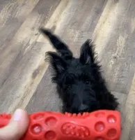 Warwick, a male Scottish Terrier for sale in Powhatan, VA – 2 of 7