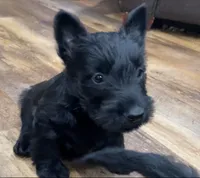 Wigwam, a male Scottish Terrier for sale in Powhatan, VA – 9 of 9