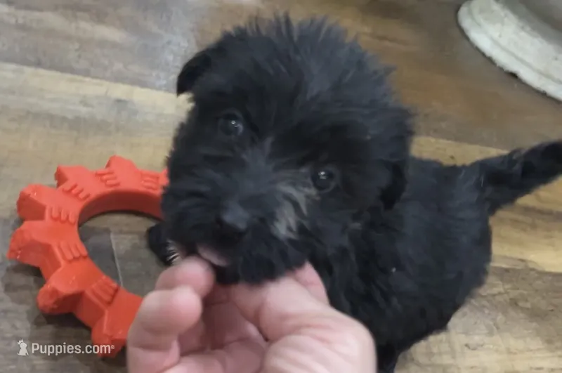 Mimi – Scottish Terrier, Aussiedoodle puppy for sale in Powhatan, VA