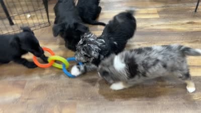 Lola, a female Scottish Terrier and Aussiedoodle for sale in Powhatan, VA – 6 of 9