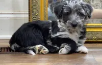Lola, a female Scottish Terrier and Aussiedoodle for sale in Powhatan, VA – 3 of 9