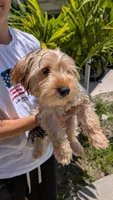 Blueberry , a male Yorkshire Terrier for sale in Venice Gardens, FL – 2 of 2