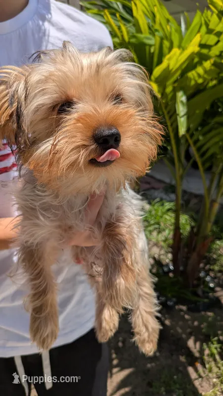 Bonus Boy – Yorkshire Terrier puppy for sale in Venice Gardens, FL