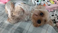 Peach, a female Yorkshire Terrier for sale in Venice Gardens, FL – 1 of 1