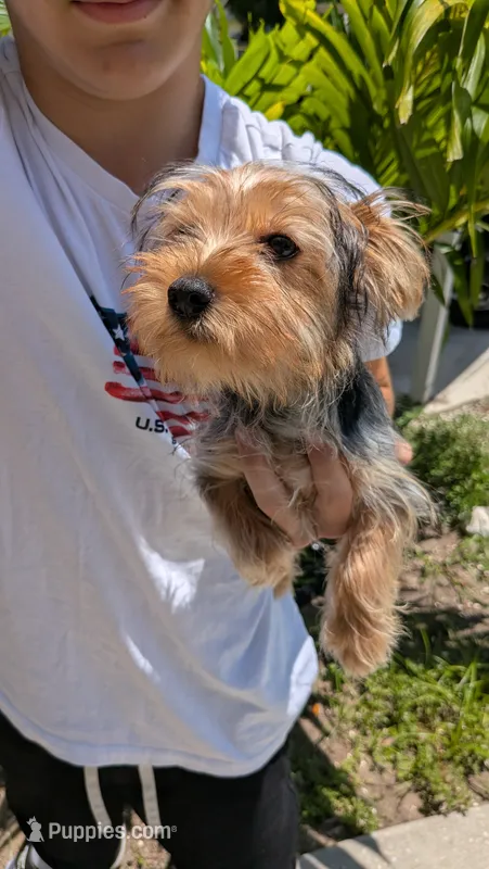 Kiwi – Yorkshire Terrier puppy for sale in Venice Gardens, FL