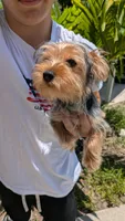 Kiwi, a female Yorkshire Terrier for sale in Venice Gardens, FL – 1 of 2