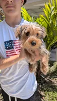 Kiwi, a female Yorkshire Terrier for sale in Venice Gardens, FL – 2 of 2