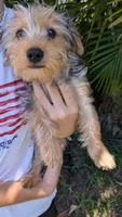 Blackberry , a male Yorkshire Terrier for sale in Venice Gardens, FL – 2 of 2