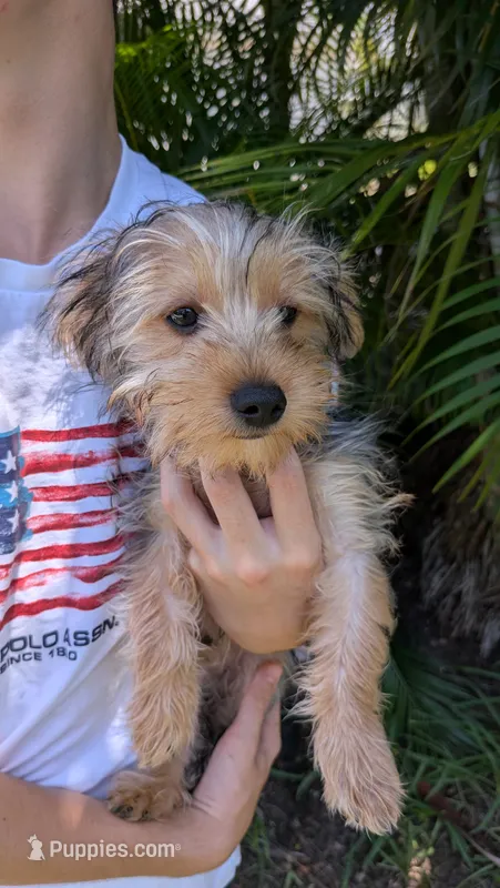 Blackberry  – Yorkshire Terrier puppy for sale in Venice Gardens, FL