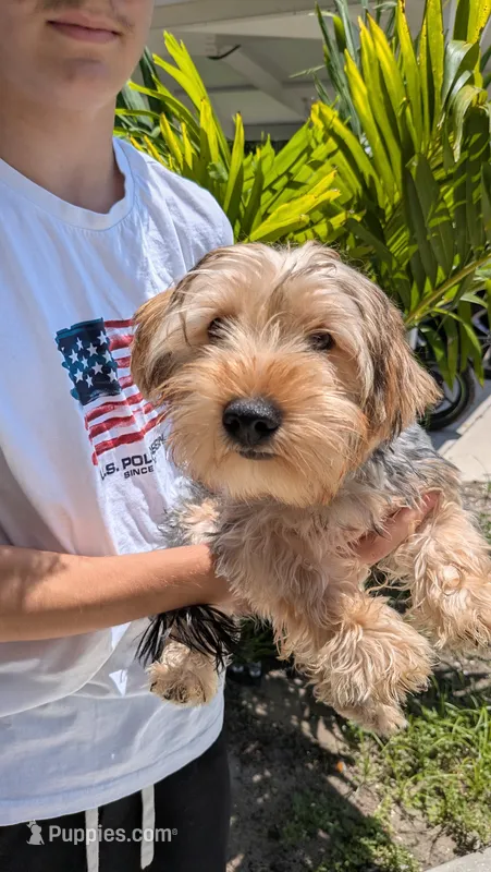Blueberry  – Yorkshire Terrier puppy for sale in Venice Gardens, FL