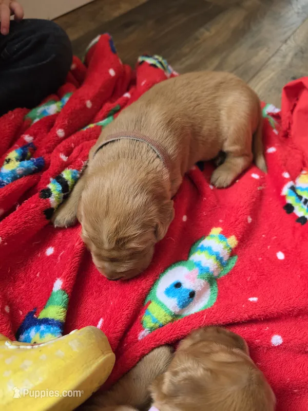 Hercules – Golden Retriever puppy for sale in Medford, OR
