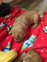 Hercules, a male Golden Retriever for sale in Medford, OR – 1 of 2