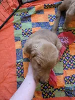 Anna, a female Golden Retriever for sale in Medford, OR – 3 of 6