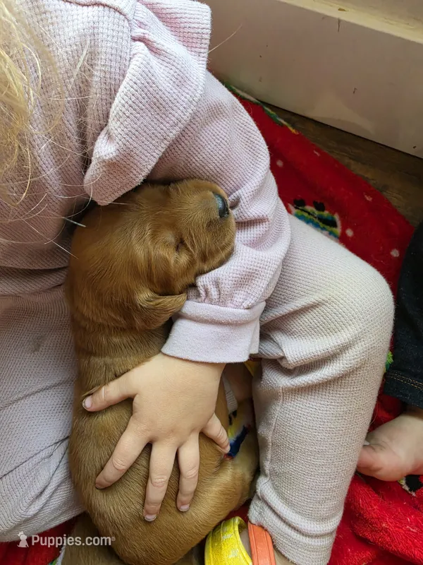 Elsa – Golden Retriever puppy for sale in Medford, OR