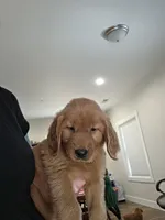 Anna, a female Golden Retriever for sale in Medford, OR – 4 of 6