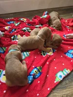 Elsa, a female Golden Retriever for sale in Medford, OR – 3 of 3