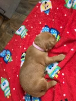 Peach, a female Golden Retriever for sale in Medford, OR – 3 of 3