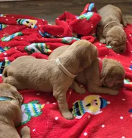 Anna, a female Golden Retriever for sale in Medford, OR – 2 of 2