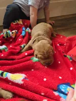 Hercules, a male Golden Retriever for sale in Medford, OR – 2 of 2