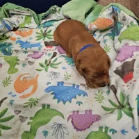 C.C, a female Golden Retriever for sale in Medford, OR – Photo 3 of 9