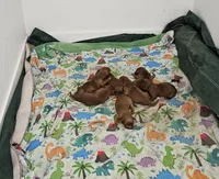 C.C, a female Golden Retriever for sale in Medford, OR – Photo 4 of 9