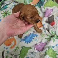 C.C, a female Golden Retriever for sale in Medford, OR – Photo 1 of 9