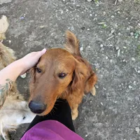 C.C, a female Golden Retriever for sale in Medford, OR – Photo 8 of 9