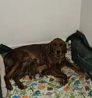 C.C, a female Golden Retriever for sale in Medford, OR – Photo 6 of 9