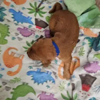 C.C, a female Golden Retriever for sale in Medford, OR – Photo 2 of 9