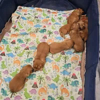 C.C, a female Golden Retriever for sale in Medford, OR – Photo 5 of 9