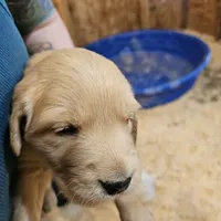 Half and half, a female Golden Retriever for sale in Medford, OR – Photo 7 of 10