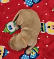 Half and half, a female Golden Retriever for sale in Medford, OR – Photo 10 of 10