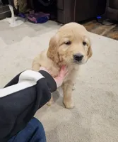 Half and half, a female Golden Retriever for sale in Medford, OR – Photo 3 of 10