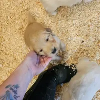 Half and half, a female Golden Retriever for sale in Medford, OR – Photo 5 of 10